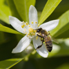 Пчела, собирающая нектар с цветка